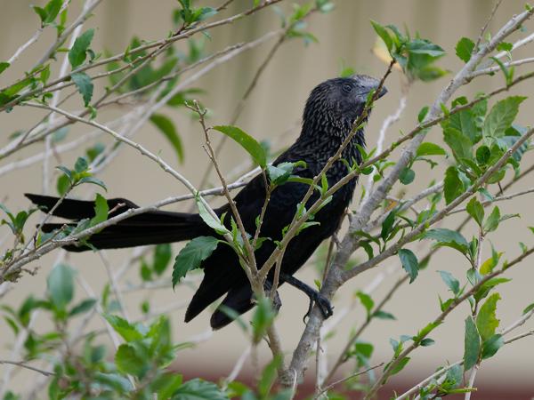 Kleine ani (Crotophaga ani)